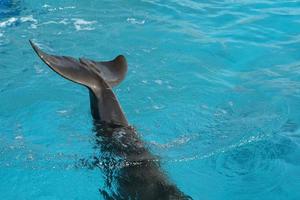 aquarium dolphin tail close up photo