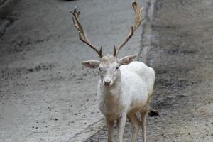 white albino roe deer photo