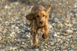 Dog puppy cocker spaniel while running photo