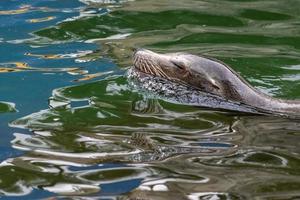 Southamerican sea lion female portrait photo