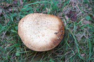 autumn mushroom in the forest photo