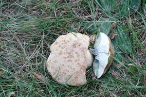 hongo de otoño en el bosque foto