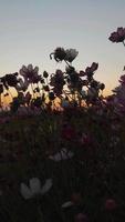 silhouet bloemen Bij zonsondergang zomer video