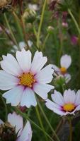 hermosa flor blanca video