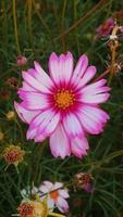 Pink flower in summer video