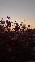 silhuett fält blommor på solnedgång video