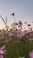 skön fält blommor i sommar video