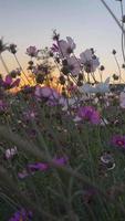 Field flowers at sunset summer video