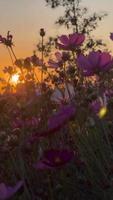 Silhouette flowers at sunset summer video