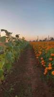 veld- bloemen in zonsondergang video