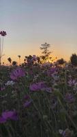 Field flowers at sunset winter video