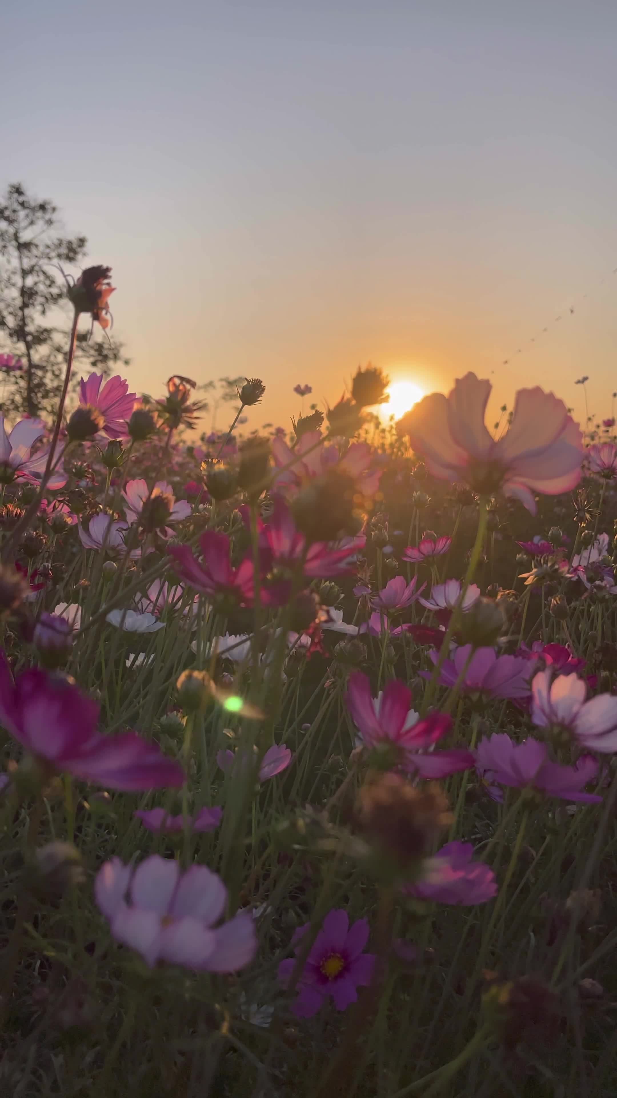 Field flowers at sunset summer 18761245 Stock Video at Vecteezy