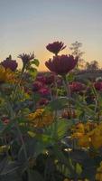 flores ondeando en el viento al atardecer video