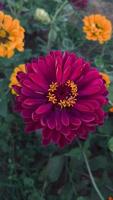 Flowers fluttering in the wind at sunset, purple flower video