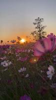 Silhouette Blumen bei Sonnenuntergang Sommer video