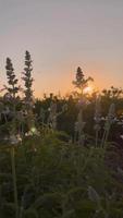 bloemen fladderend in de wind Bij zonsondergang video