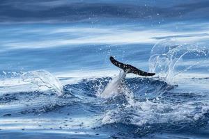 happy young striped Dolphins while jumping in the deep blue sea photo
