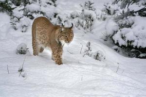 lynx in the snow portrait coming to you photo