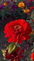 flor roja al atardecer video