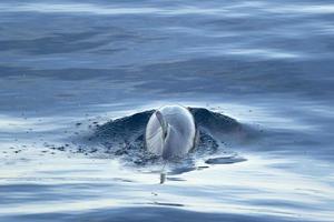 Dolphin while swimming in the deep blue sea photo