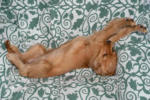 puppy dog cocker spaniel relaxing and sleeping on a sofa photo