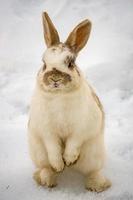 Chamois deer on white snow in winter photo