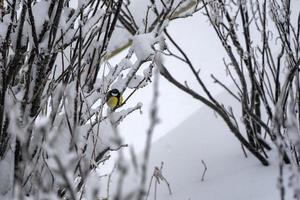 great blue tit in winter snow photo