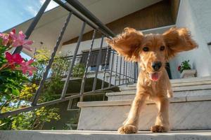 Cachorro de perro cocker spaniel retrato bajando de la escalera foto