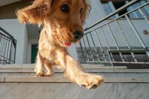 puppy dog cocker spaniel portrait going down from stairway photo