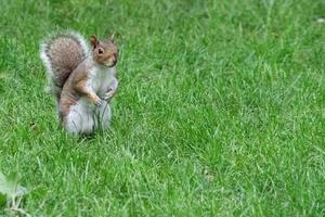 grey squirrel on the green portrait look at you photo