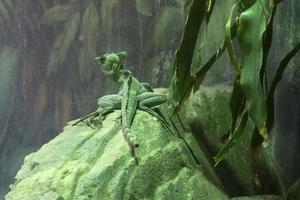 Green basilisk in the forest photo