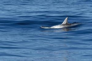 Risso dolphin in azores Pico island photo