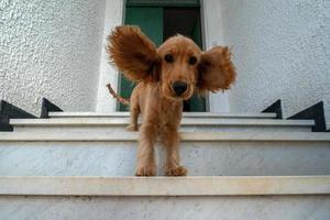 Gracioso cachorro de perro cocker spaniel retrato con orejas extendidas foto
