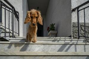 puppy dog cocker spaniel portrait going down from stairway photo