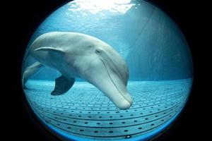 delfín de acuario mirándote foto