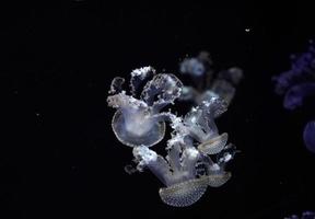 medusas de manchas blancas bajo el agua foto