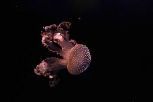 white spotted jellyfish underwater photo