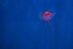 medusa de ortiga de mar japonesa foto