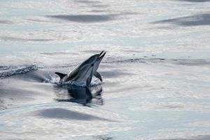 striped dolphin jumpin at sunset photo