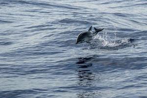 young newborn baby striped dolphin jumpin at sunset photo