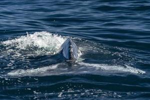 ballena gris en loreto baja california sur foto