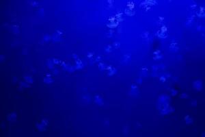 barrel jellyfish underwater  in the blue background photo