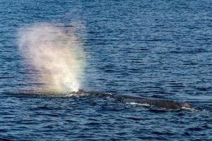 Sperm whale rainbow blow in the mediterranean sea photo