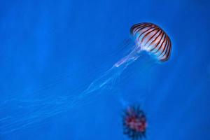 medusa de ortiga de mar japonesa foto