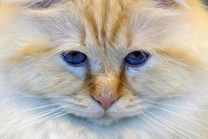 Birman Sacred Cat of Burma portrait photo