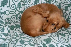 puppy dog cocker spaniel relaxing and sleeping on a sofa photo