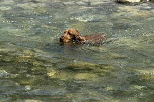 Cachorro cocker spaniel jugando en la playa foto