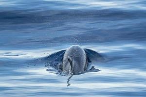 striped dolphin jumpin at sunset photo