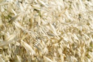 spikes field moved by wind photo