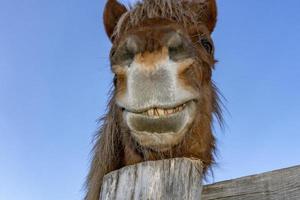 funny face horse portrait photo